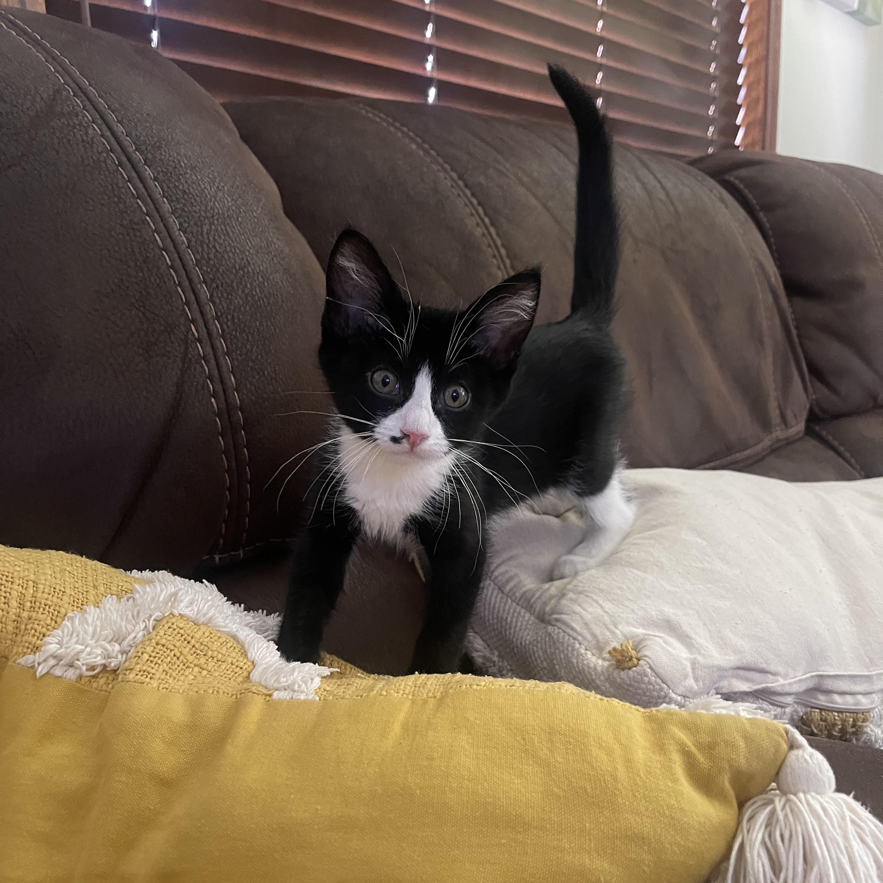 Blossom, a Adopted Domestic Short Hair in Sunnyside, WA image 1/4