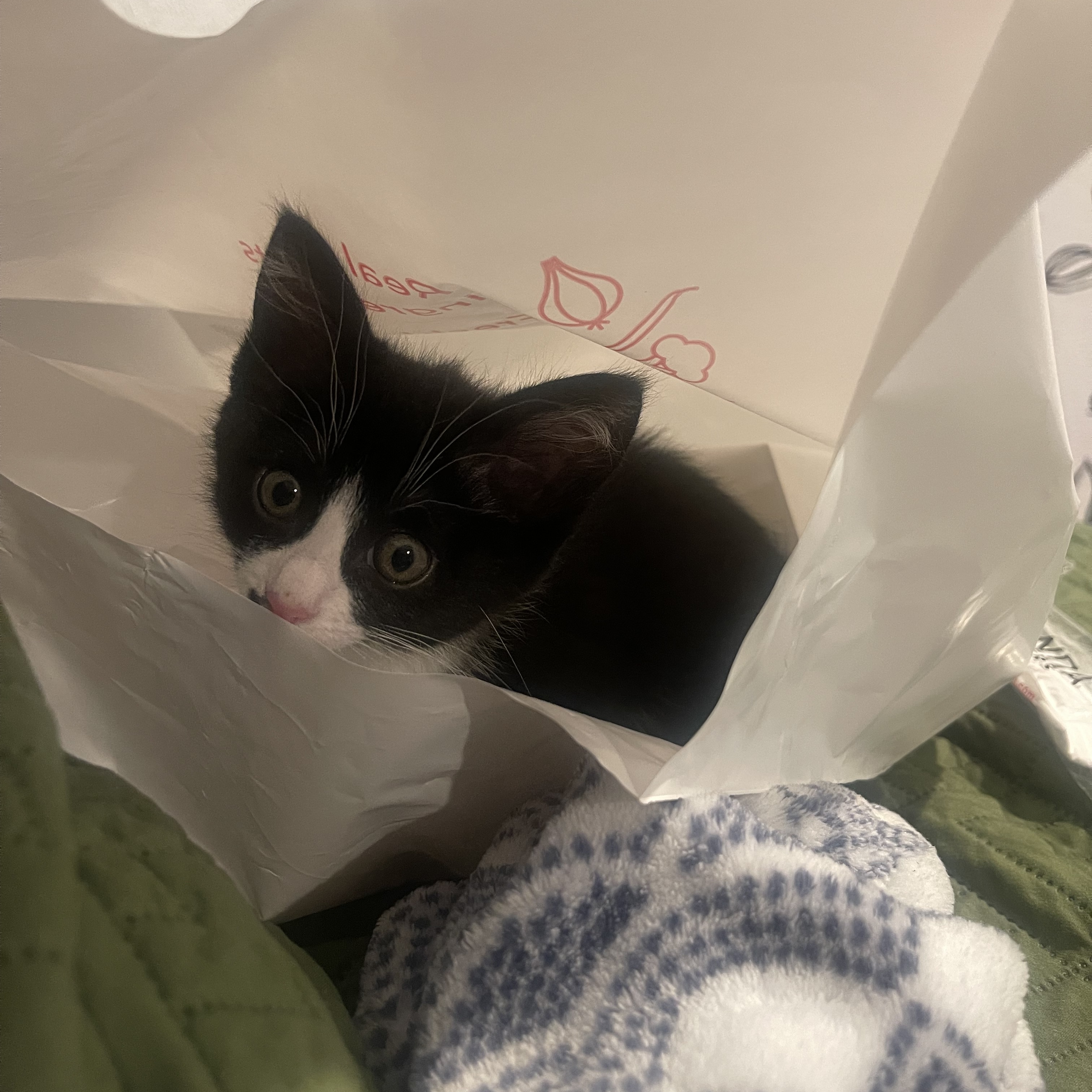 Blossom, a Adopted Domestic Short Hair in Sunnyside, WA image 2/4