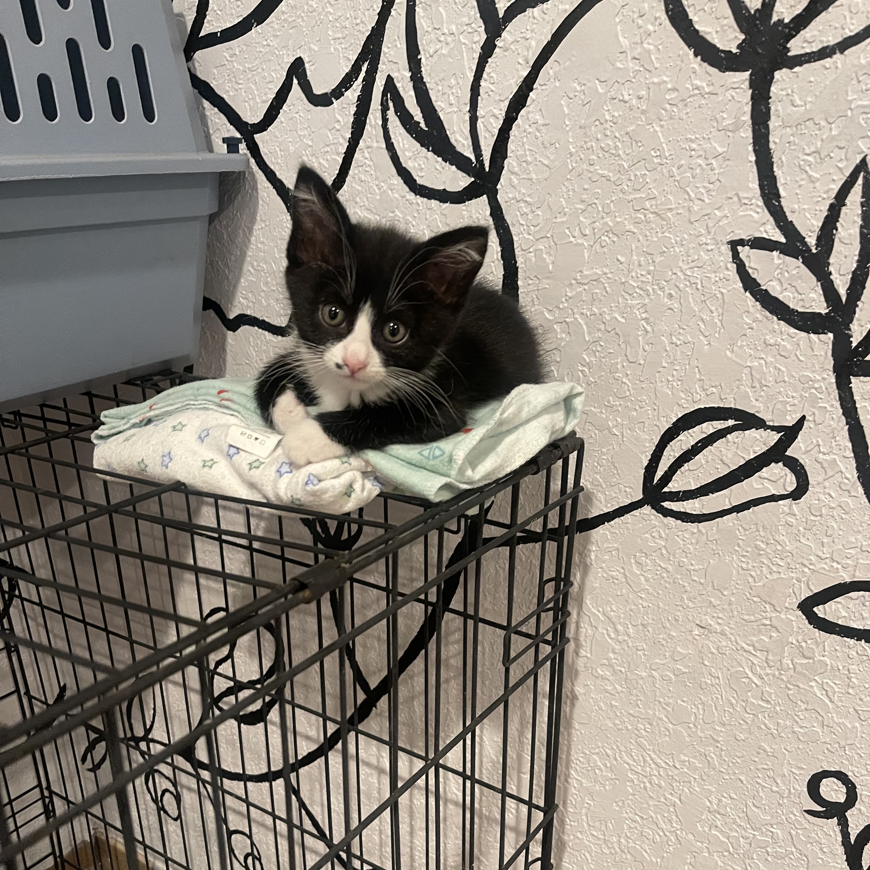 Blossom, a Adopted Domestic Short Hair in Sunnyside, WA image 3/4