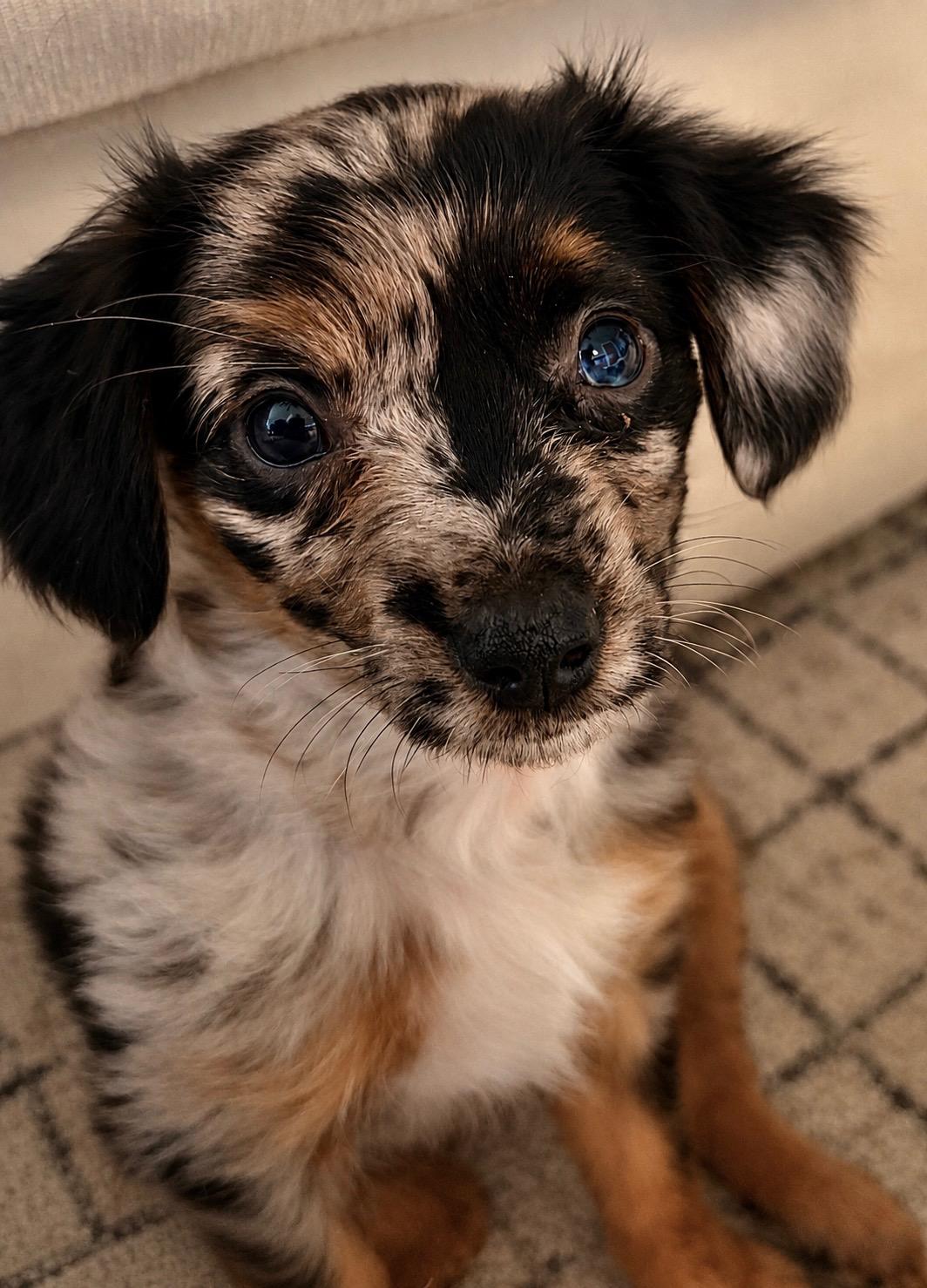 Emma - Adoption Pending, an adopted mixed breed in Union Gap, WA image 2/4