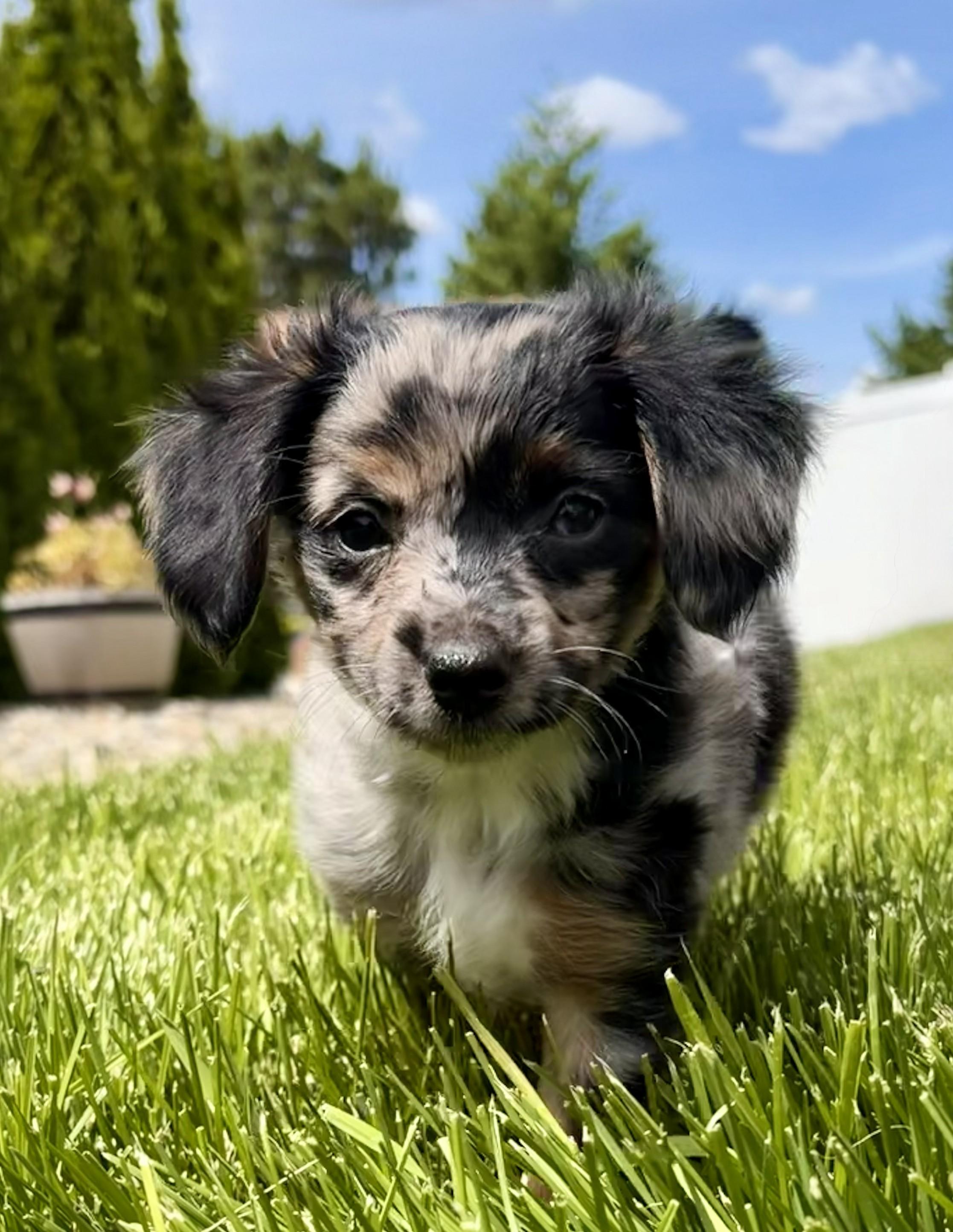 Emma - Adoption Pending, adopted, Puppy Female Chihuahua.