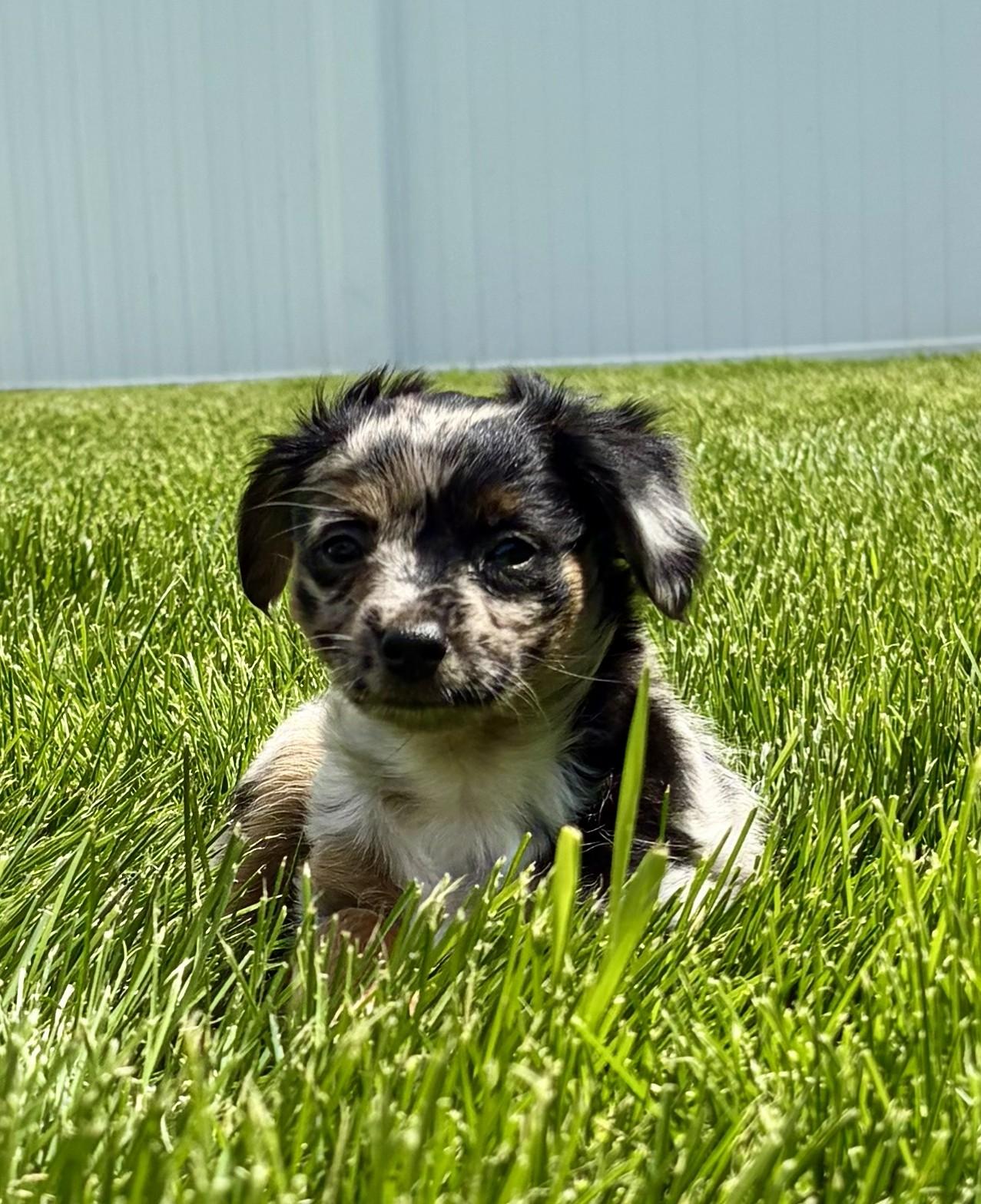 Emma - Adoption Pending, an adopted mixed breed in Union Gap, WA image 4/4