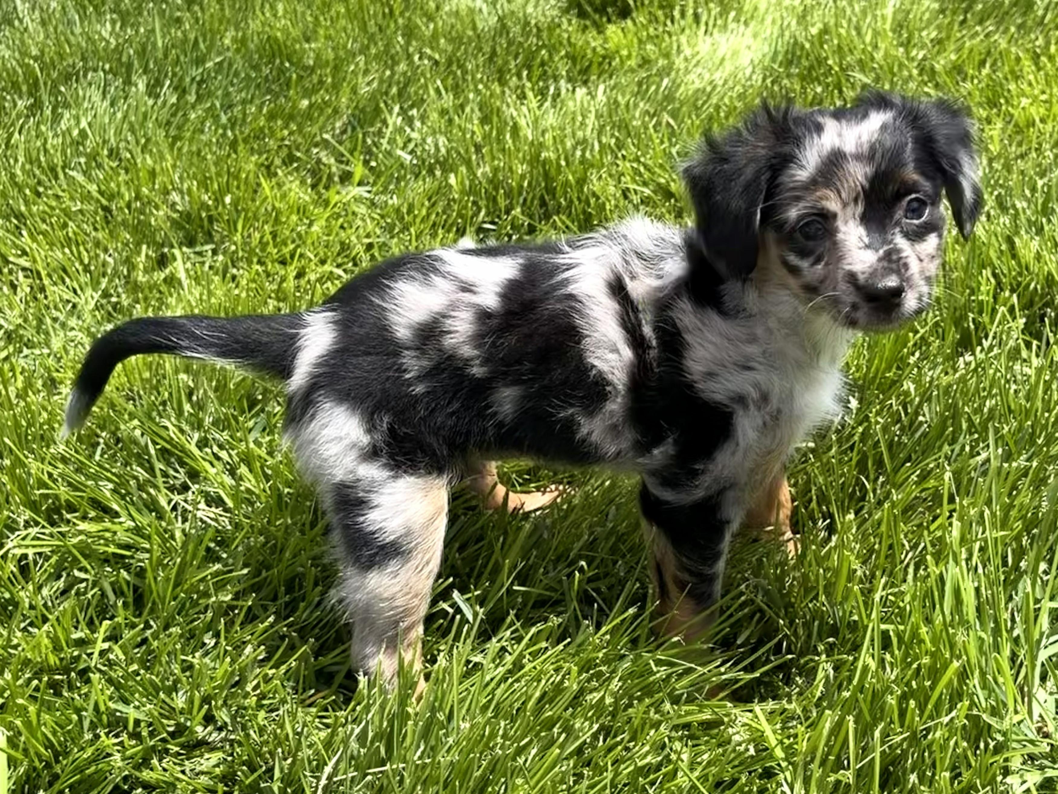 Emma - Adoption Pending, an adopted mixed breed in Union Gap, WA image 3/4