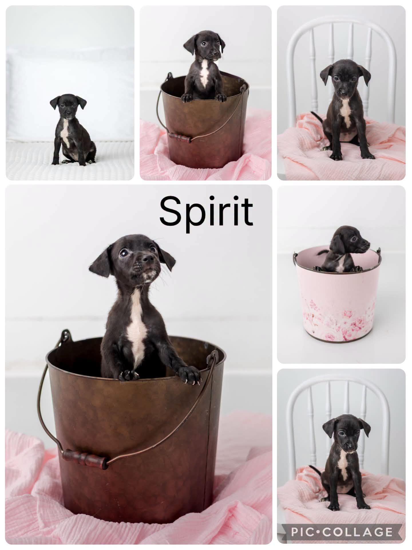 Spirit, ADOPTABLE, Puppy Female Fox Terrier & Labrador Retriever.