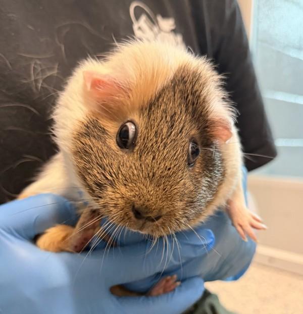 Enlarge Carmaleto, a Adoptable mixed breed in Golden, CO image 1/1