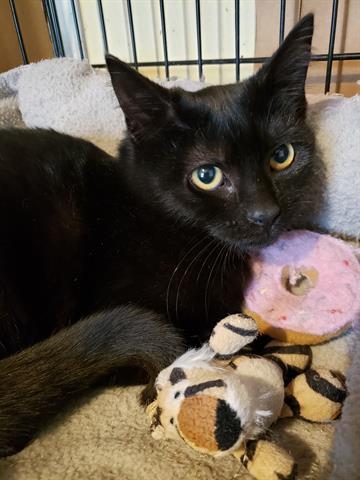 Enlarge AZALEA, a Adoptable Domestic Short Hair in Norfolk, VA image 1/1