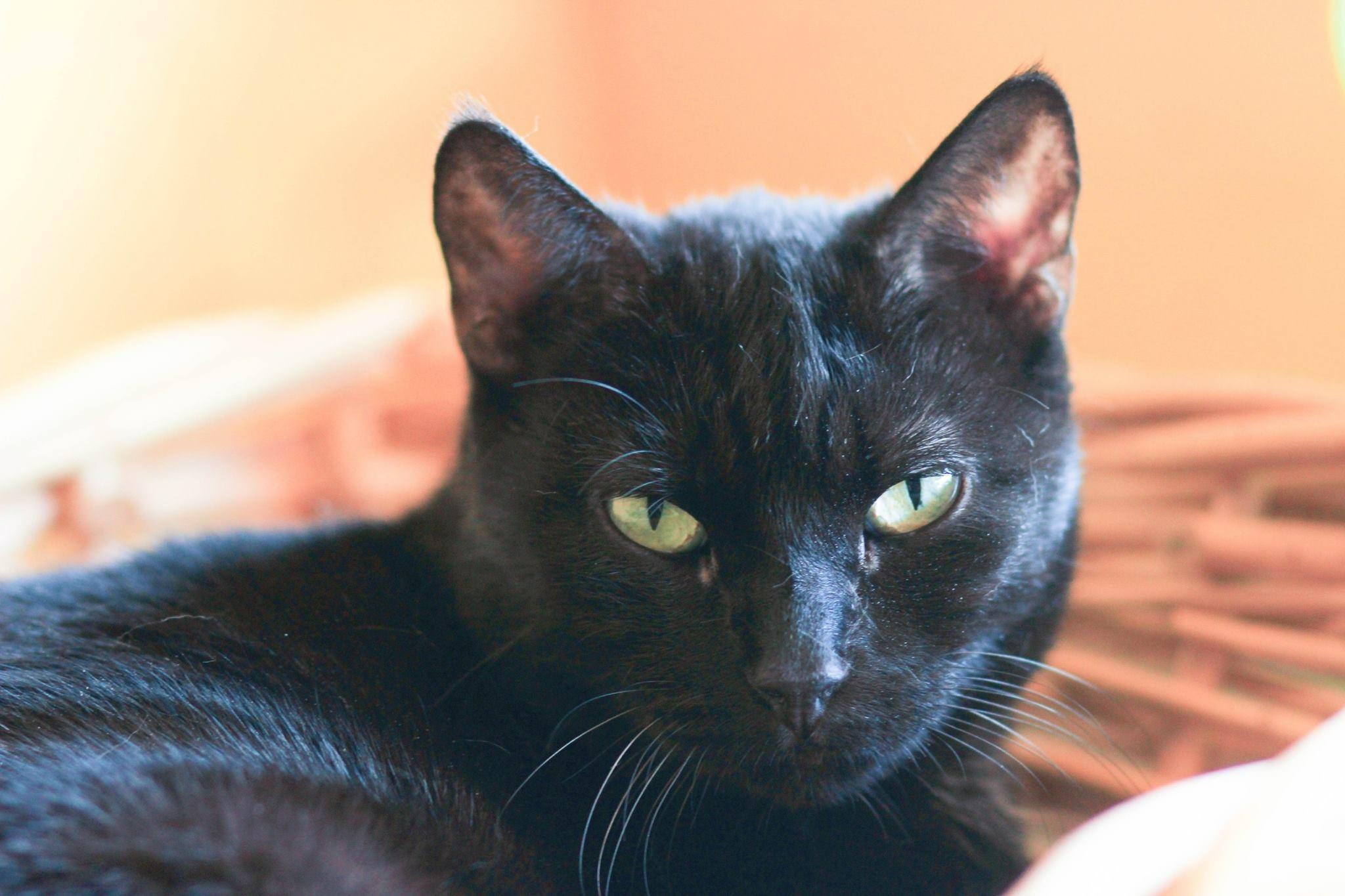 Tootsie photo 1