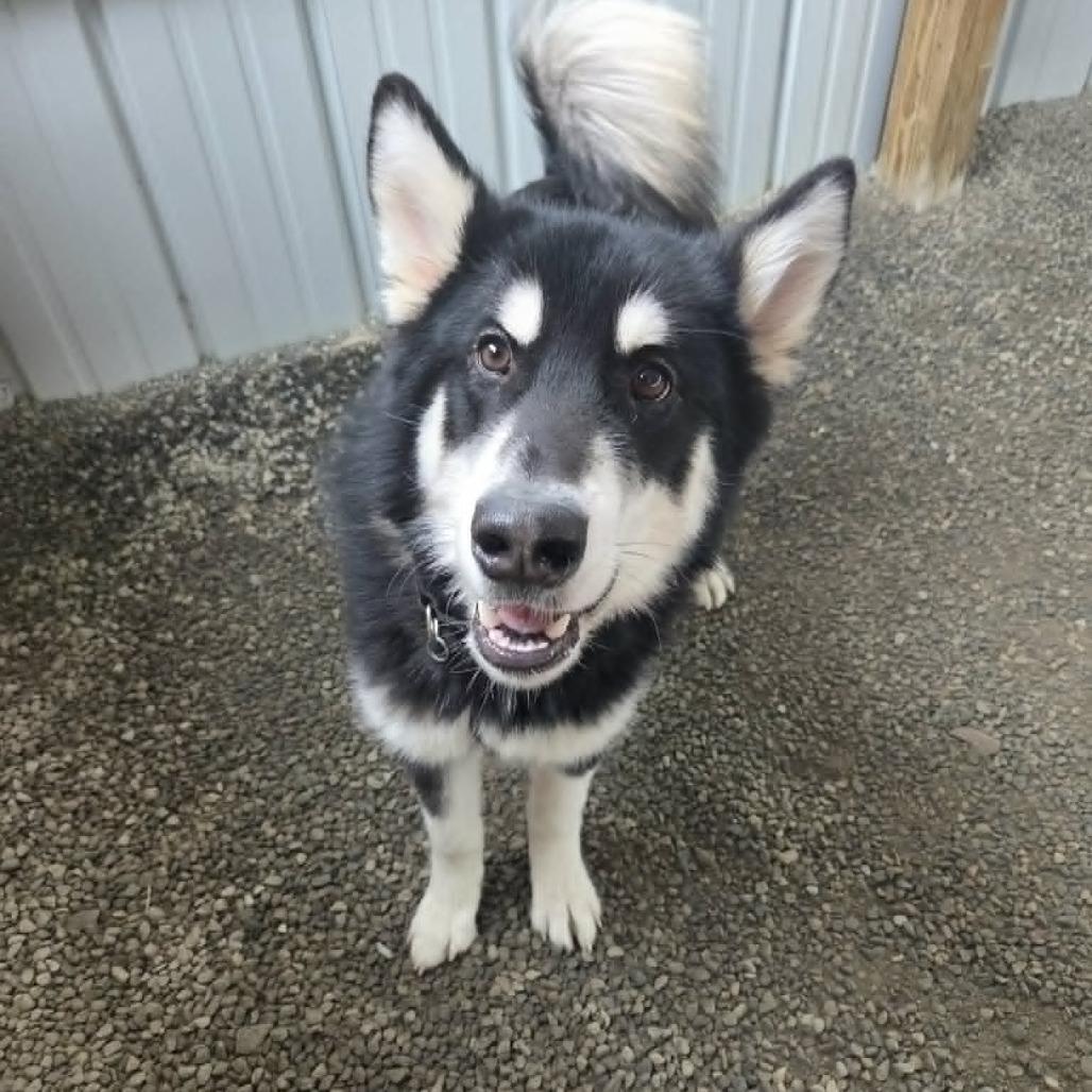Henley, Adoptable, Adult Male Husky.