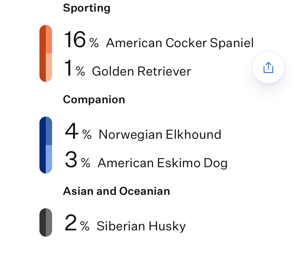 Ryder CT, Adoptable, Adult Male Australian Shepherd & Border Collie.