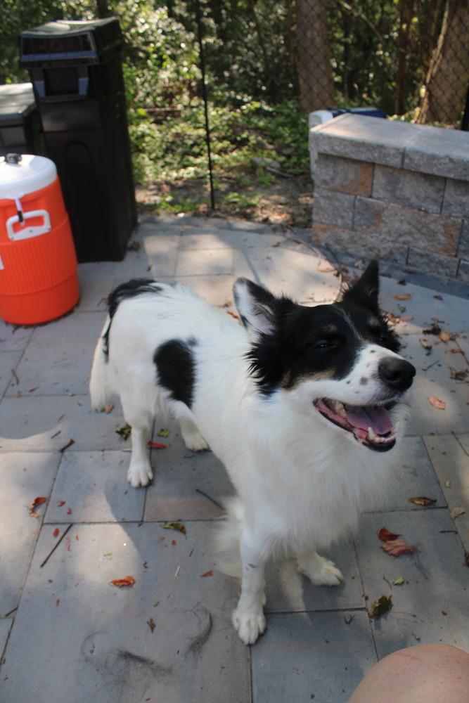 Ryder CT, a Adoptable mixed breed in Torrington, CT image 2/6