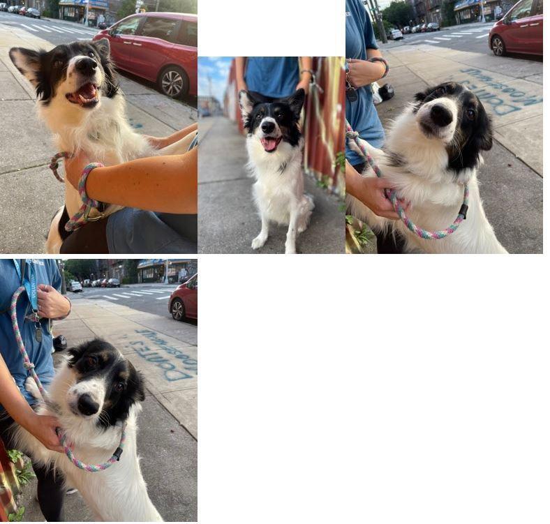 Ryder CT, a Adoptable mixed breed in Torrington, CT image 3/6