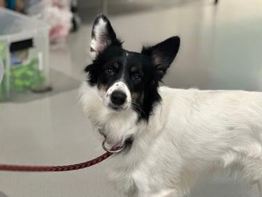 Ryder CT, Adoptable, Adult Male Australian Shepherd & Border Collie.
