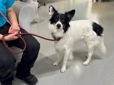 Ryder CT, a Adoptable mixed breed in Torrington, CT image 5/6