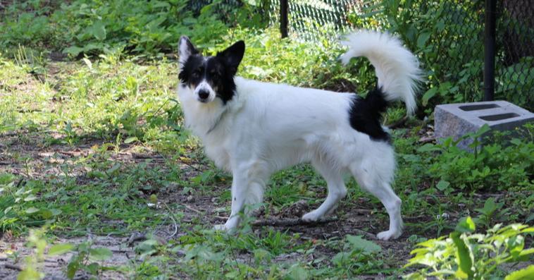 Ryder CT, a Adoptable mixed breed in Torrington, CT image 6/6