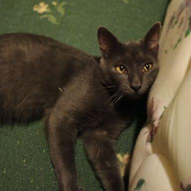 Gerhardt, a Adoptable Domestic Short Hair in Madison, WI image 1/3