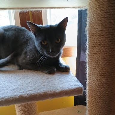 Gerhardt, a Adoptable Domestic Short Hair in Madison, WI image 2/3