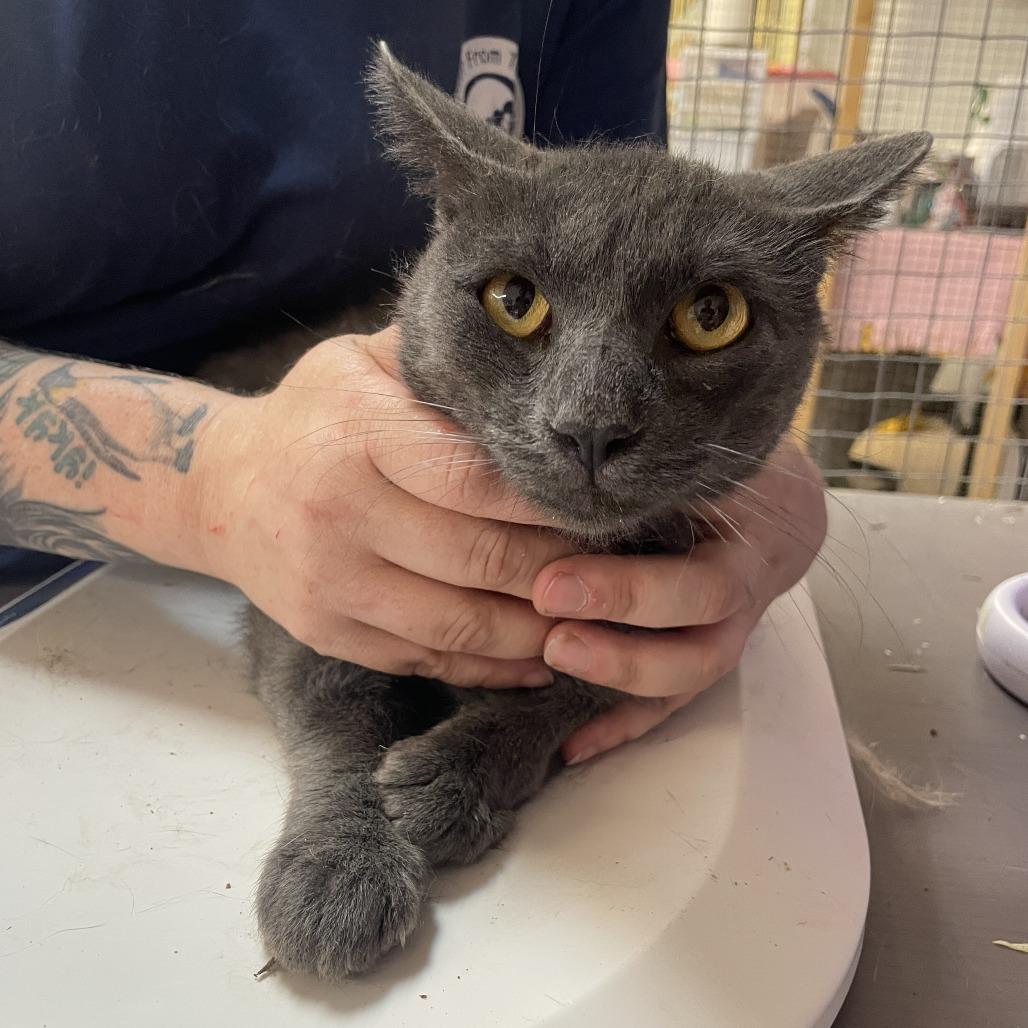 Gerhardt, a Adoptable Domestic Short Hair in Madison, WI image 3/3