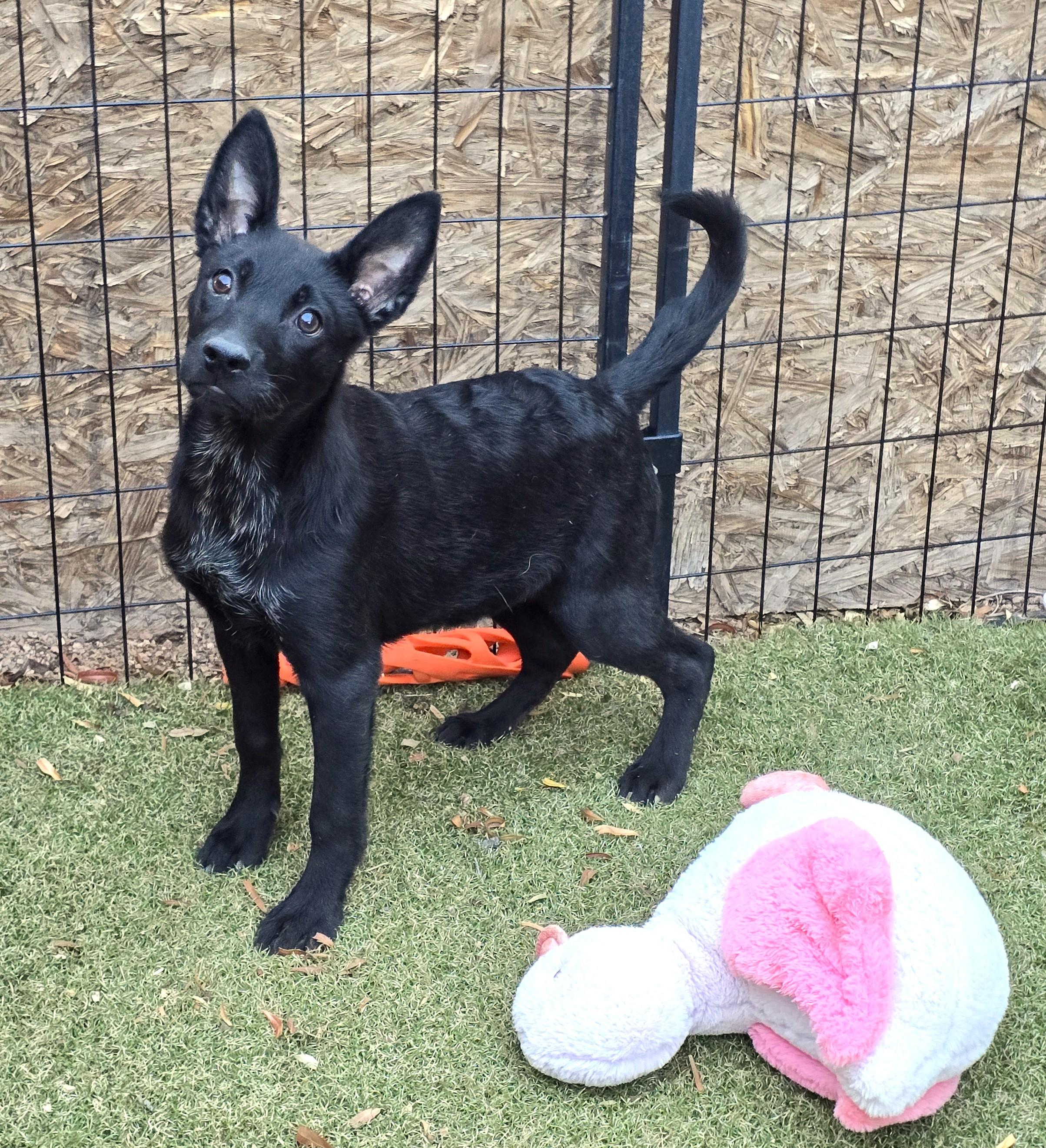 Priscilla, ADOPTABLE, Puppy Female German Shepherd Dog & Australian Cattle Dog / Blue Heeler.