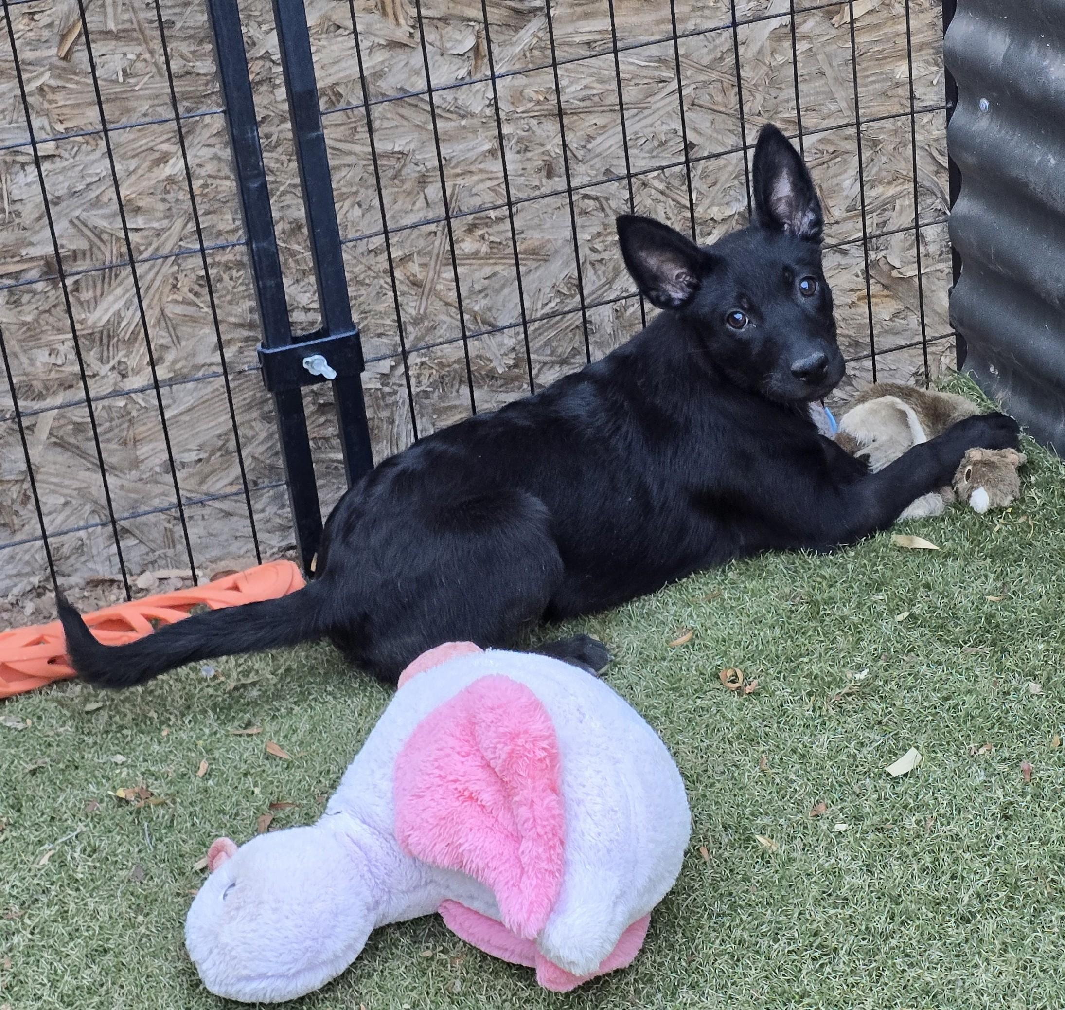 Enlarge Priscilla, a ADOPTABLE mixed breed in Apache Junction, AZ image 2/6