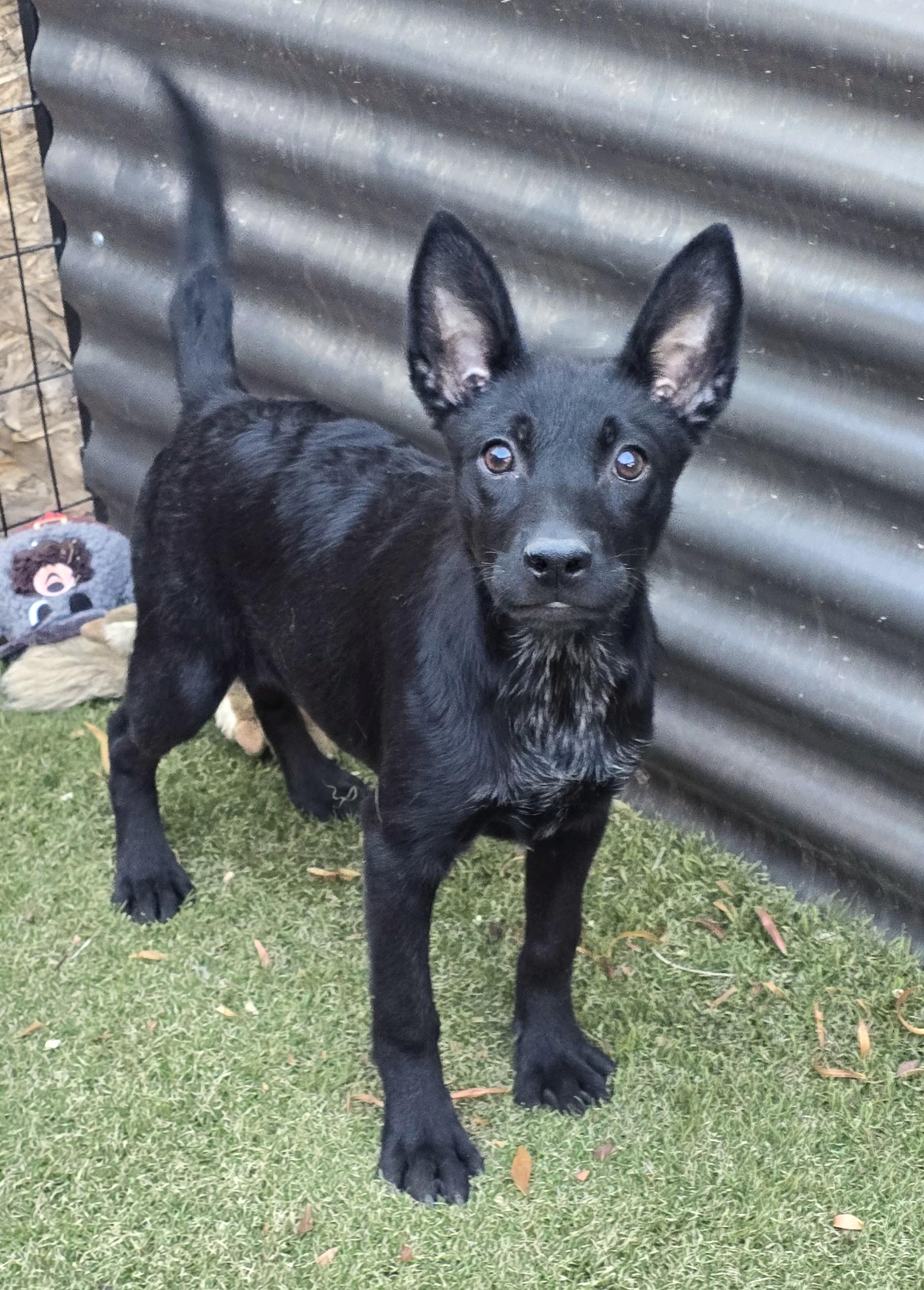 Enlarge Priscilla, a ADOPTABLE mixed breed in Apache Junction, AZ image 6/6