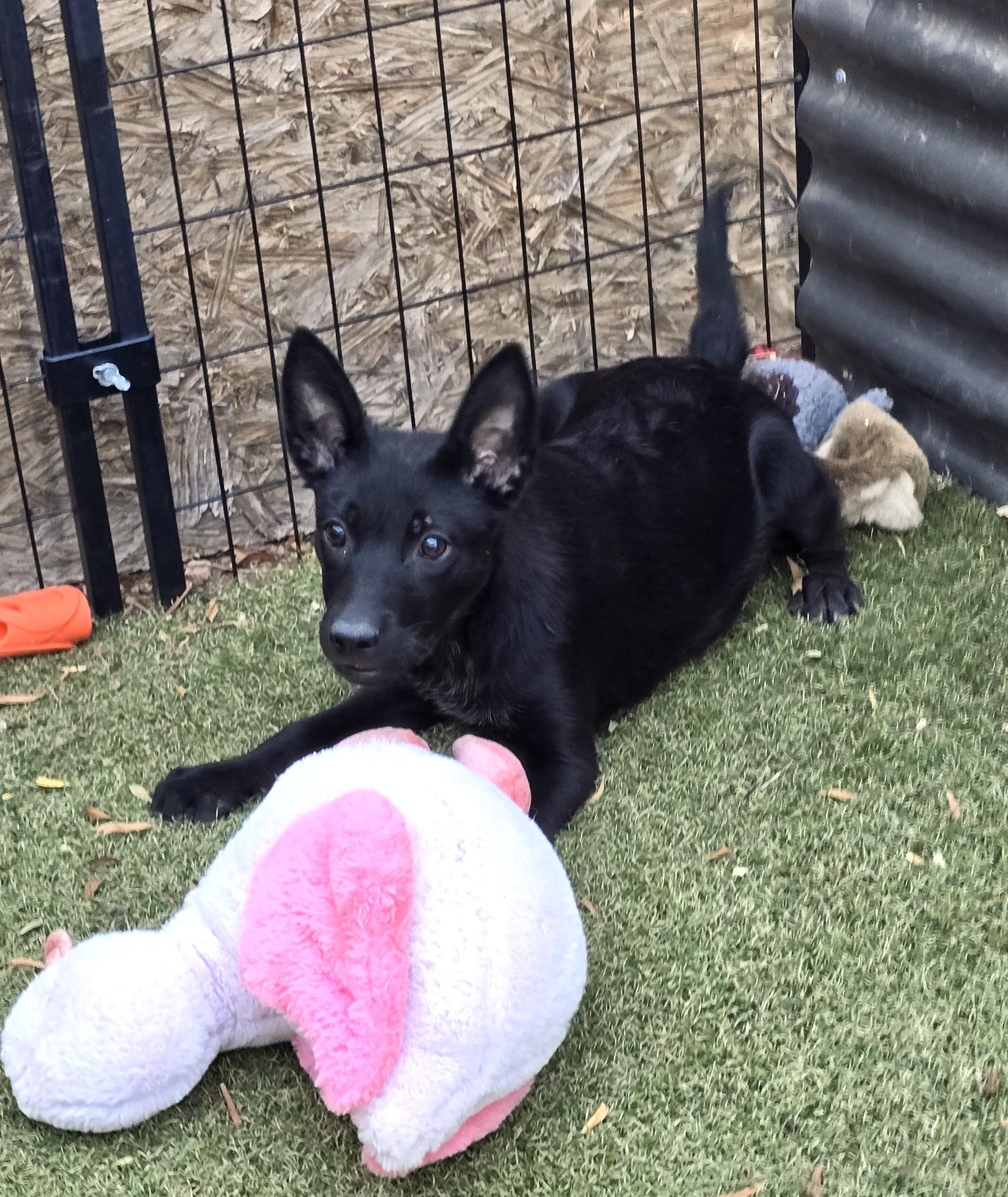 Enlarge Priscilla, a ADOPTABLE mixed breed in Apache Junction, AZ image 3/6