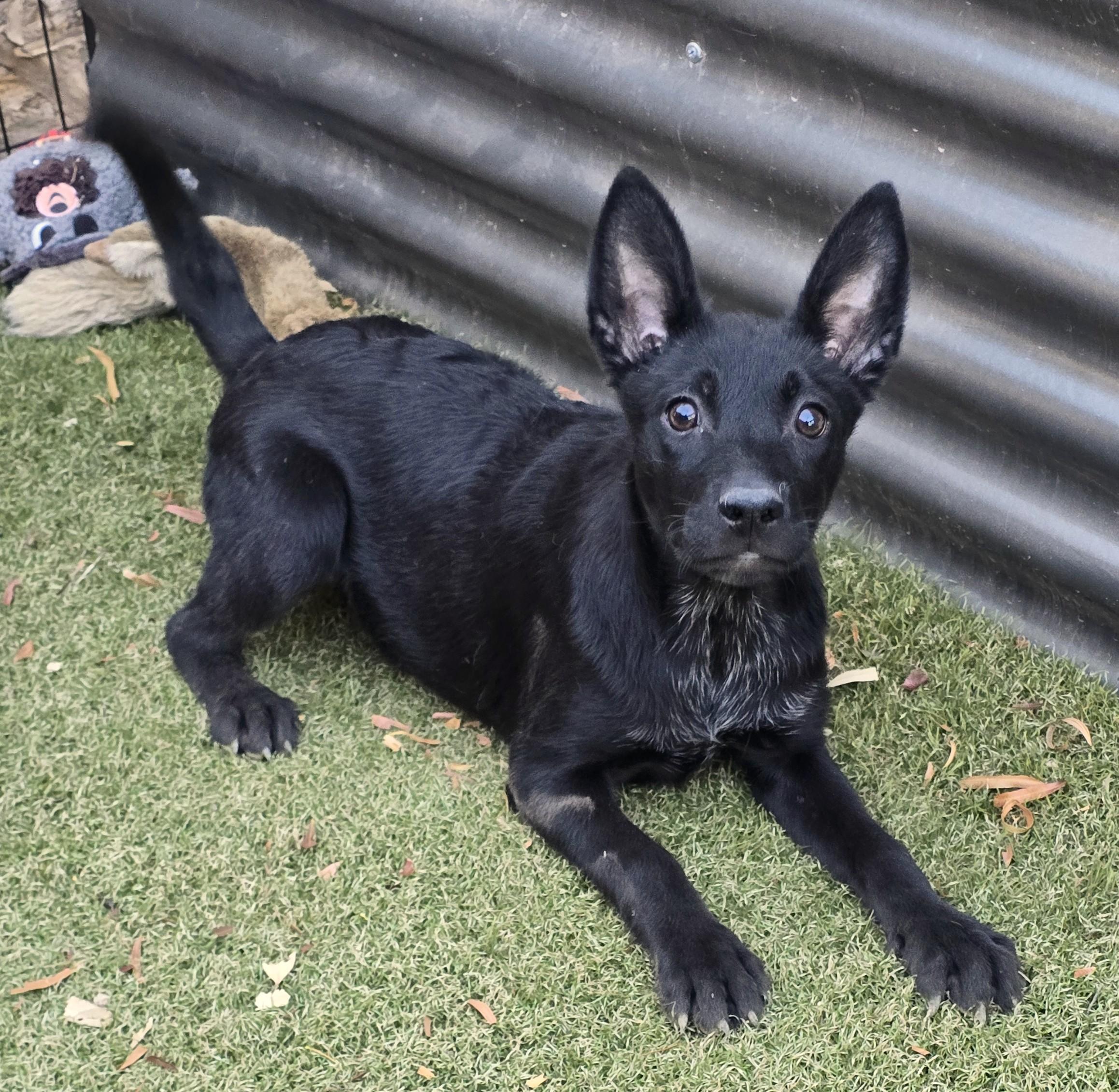 Enlarge Priscilla, a ADOPTABLE mixed breed in Apache Junction, AZ image 5/6