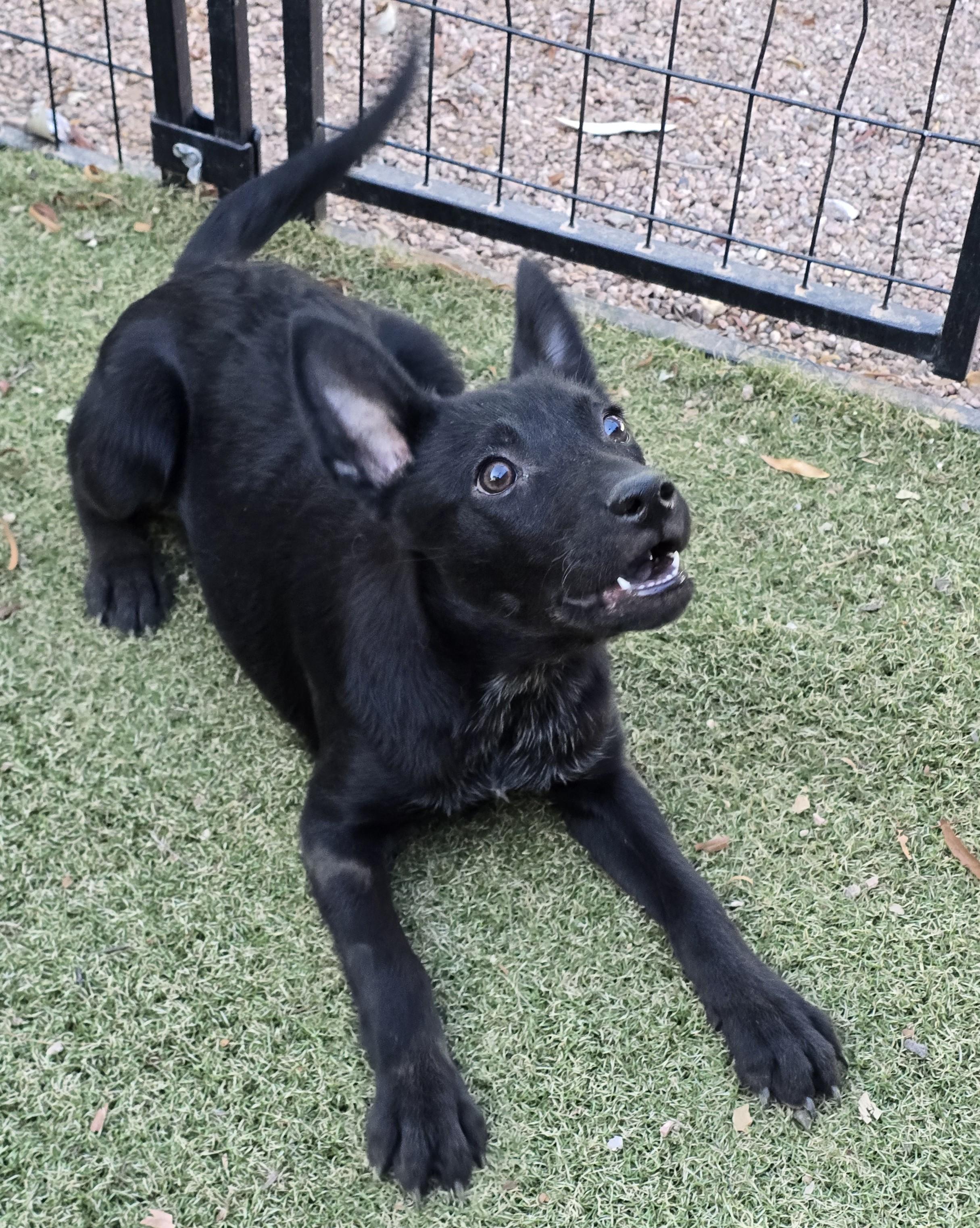 Enlarge Priscilla, a ADOPTABLE mixed breed in Apache Junction, AZ image 4/6