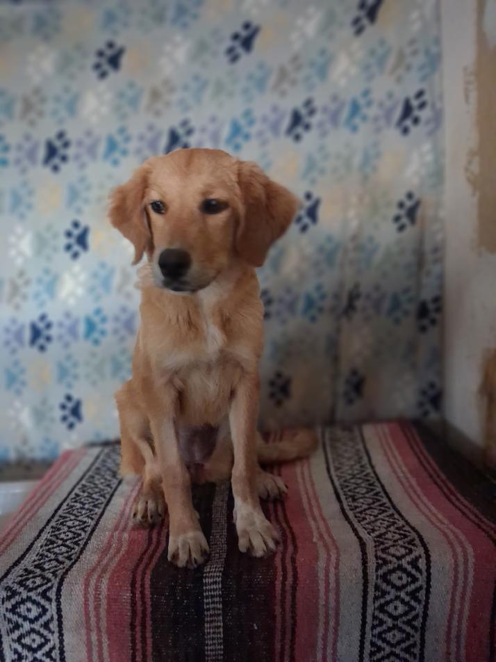 Buttercup, Adopted, Young Female Golden Retriever.