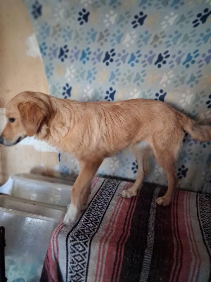 Enlarge Buttercup, a Adopted mixed breed in Mena, AR image 3/3
