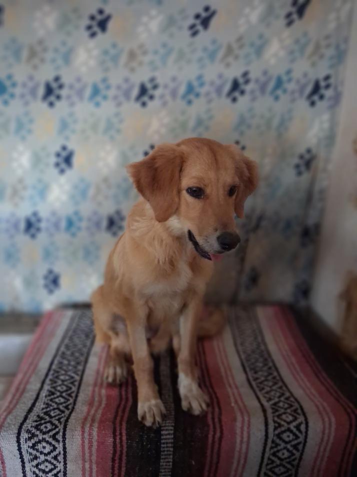 Enlarge Buttercup, a Adopted mixed breed in Mena, AR image 2/3
