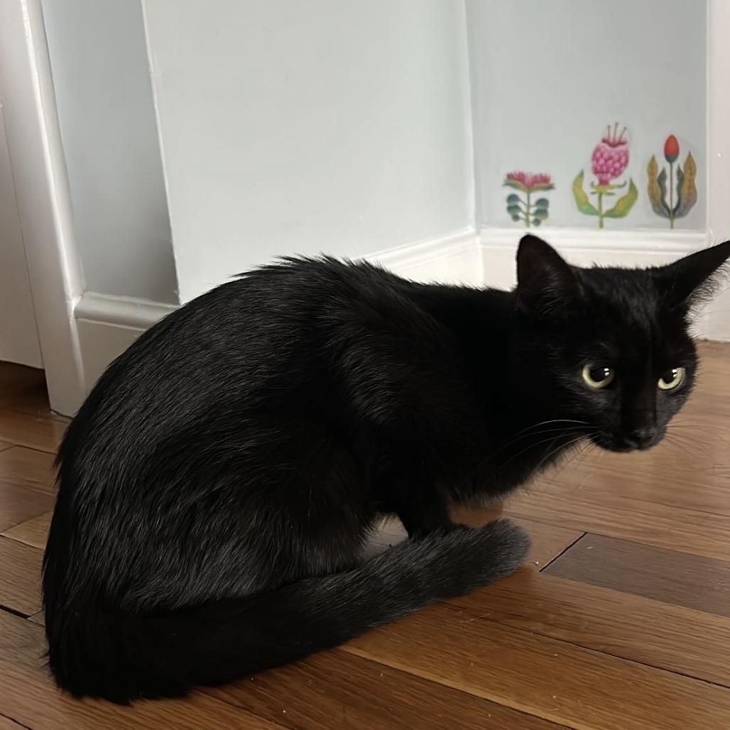 Enlarge Betty, a Adoptable Domestic Short Hair in Wakefield, MA image 1/3