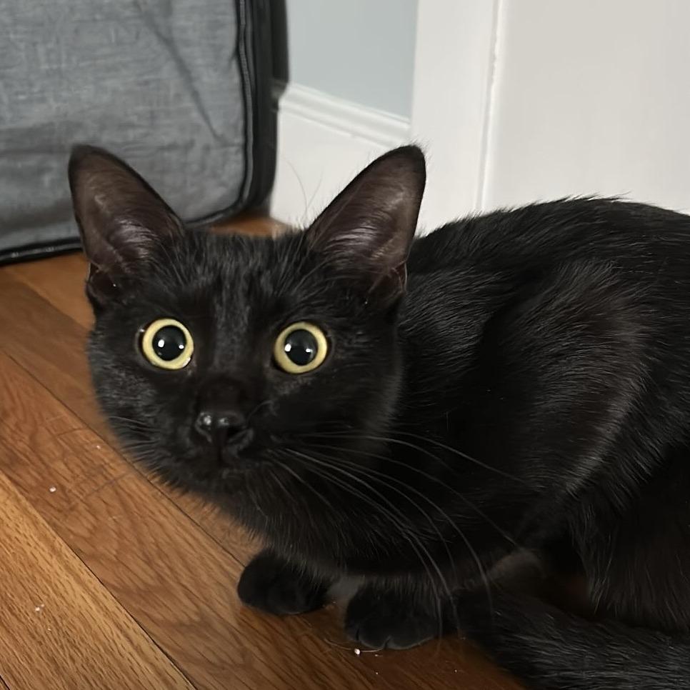 Enlarge Betty, a Adoptable Domestic Short Hair in Wakefield, MA image 2/3