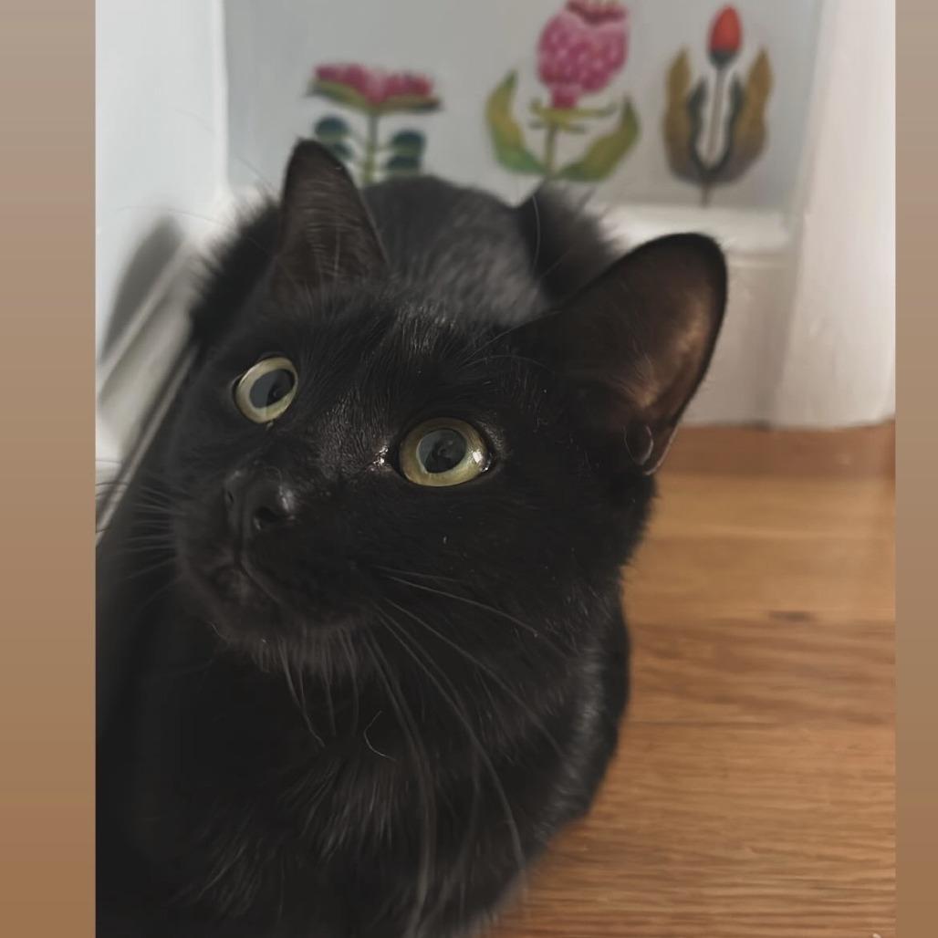 Enlarge Betty, a Adoptable Domestic Short Hair in Wakefield, MA image 3/3