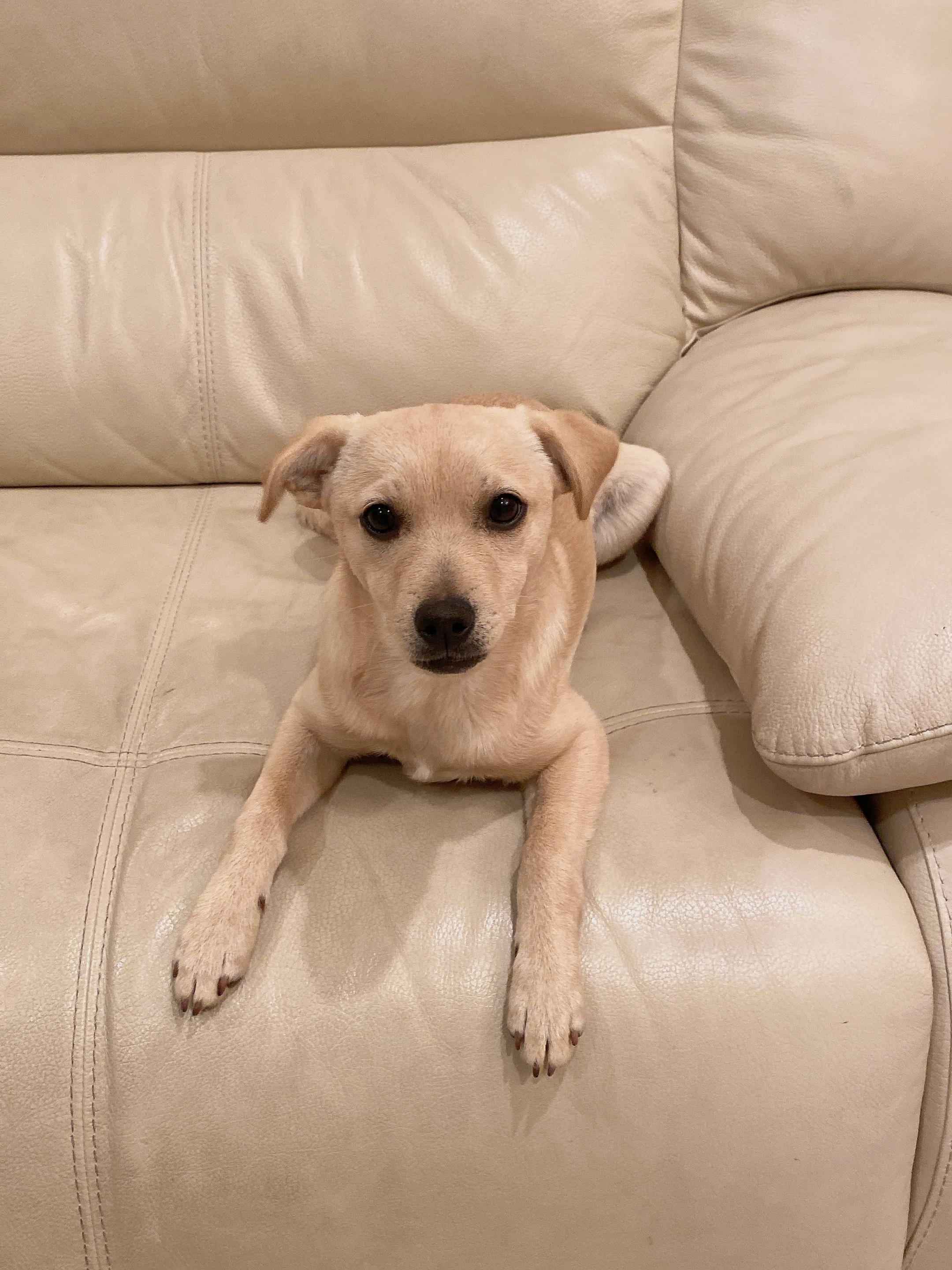 Mew, a ADOPTABLE Terrier in Oakley, CA image 3/3
