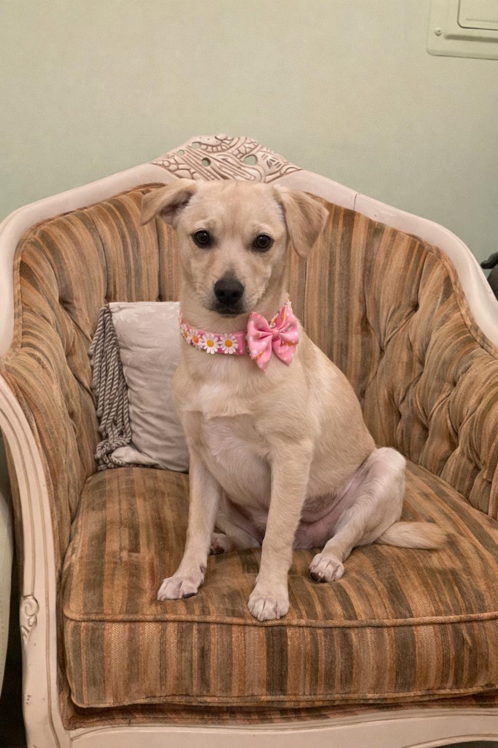 Mew, ADOPTABLE, Adult Female Terrier.