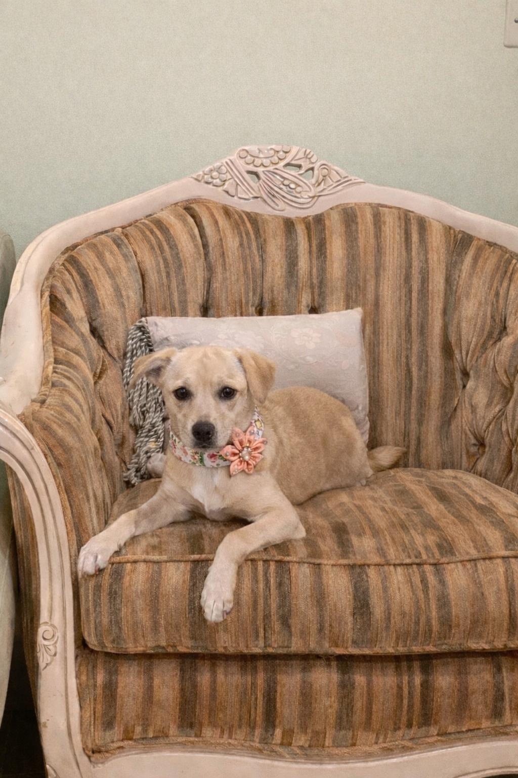 Mew, a ADOPTABLE Terrier in Oakley, CA image 2/3