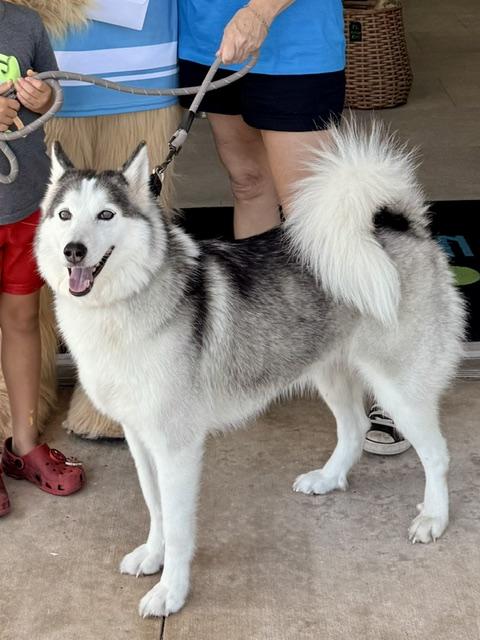 Yannie, adopted, Adult Female Husky.