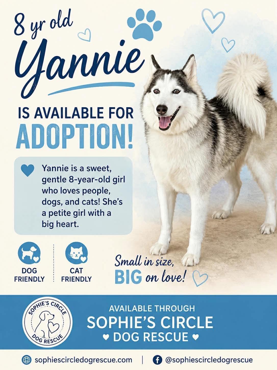 Enlarge Yannie, a ADOPTABLE Husky in New Smyrna Beach, FL image 3/3