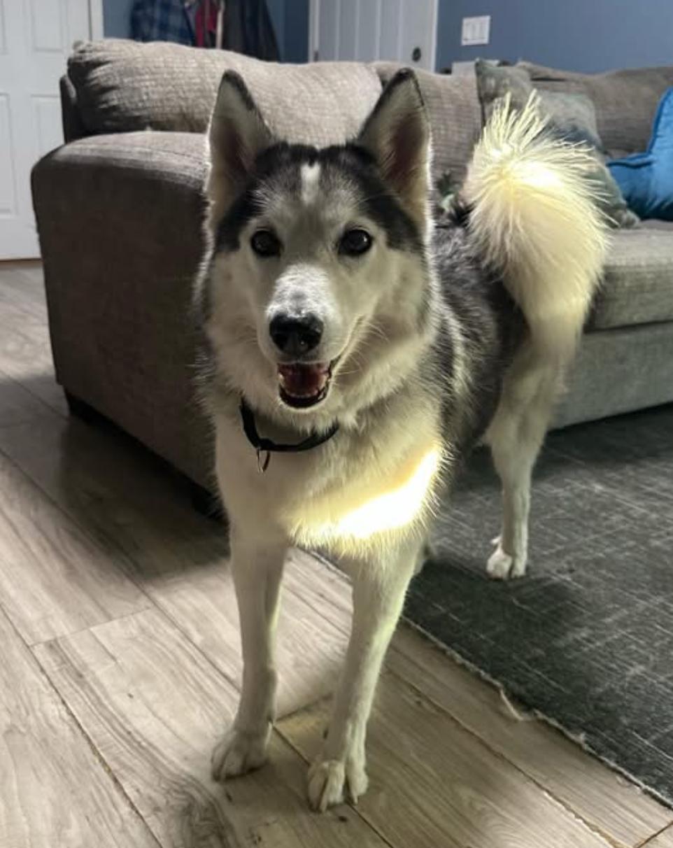 Enlarge Yannie, a ADOPTABLE Husky in New Smyrna Beach, FL image 1/3