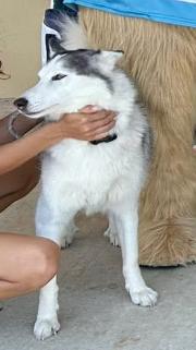 Enlarge Yannie, a ADOPTABLE Husky in New Smyrna Beach, FL image 2/3