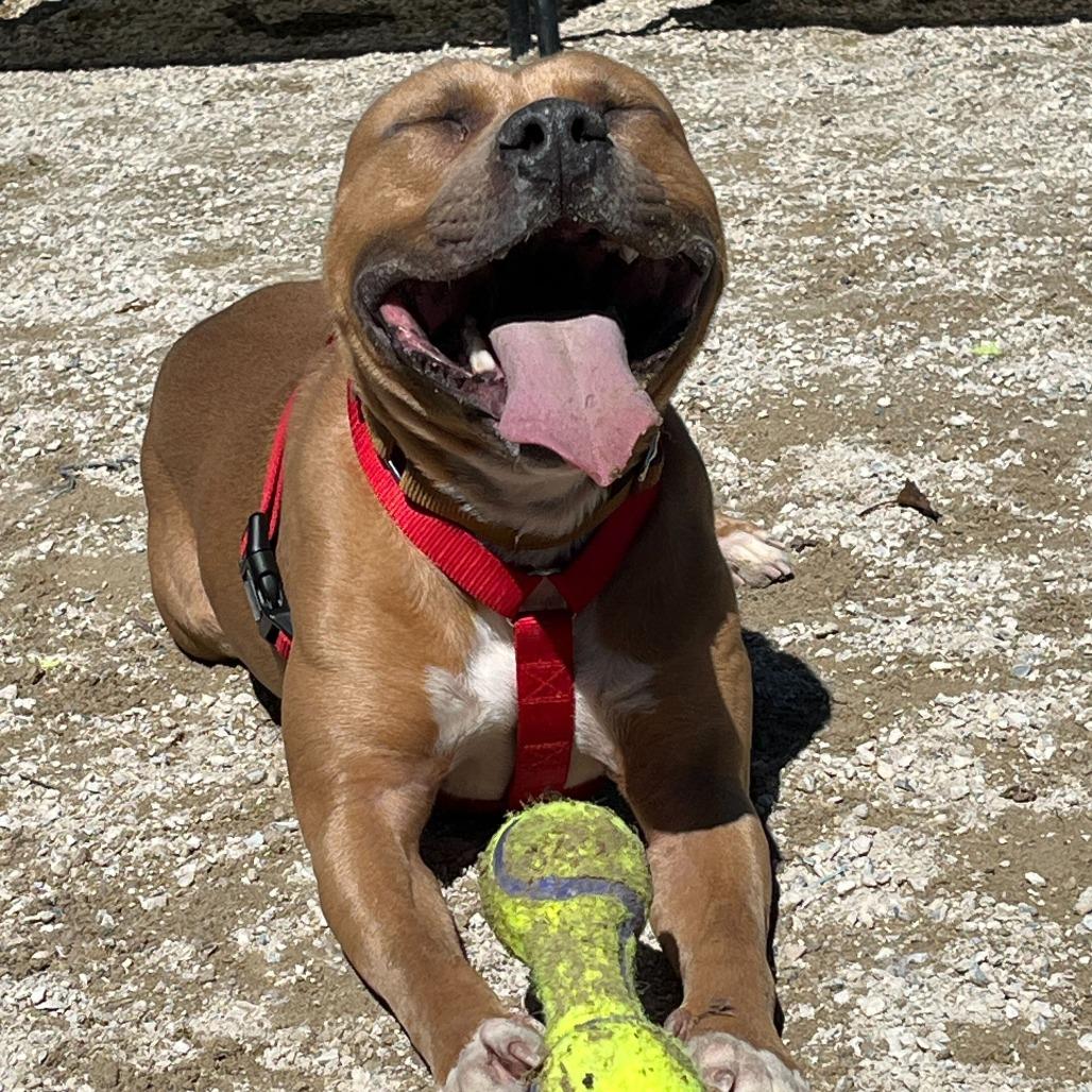 Enlarge "Jackson", a Adoptable Pit Bull Terrier in Conshohocken, PA image 1/6