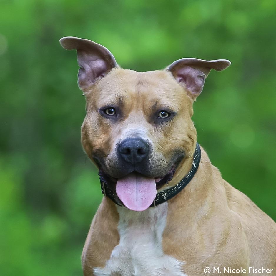 "Jackson", a Adoptable Pit Bull Terrier in Conshohocken, PA image 2/6
