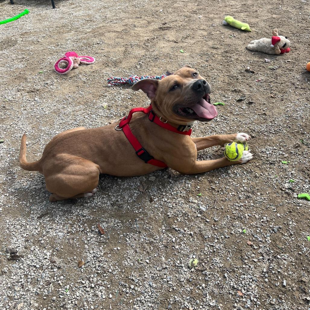 Enlarge "Jackson", a Adoptable Pit Bull Terrier in Conshohocken, PA image 2/6