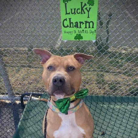 Enlarge "Jackson", a Adoptable Pit Bull Terrier in Conshohocken, PA image 3/6