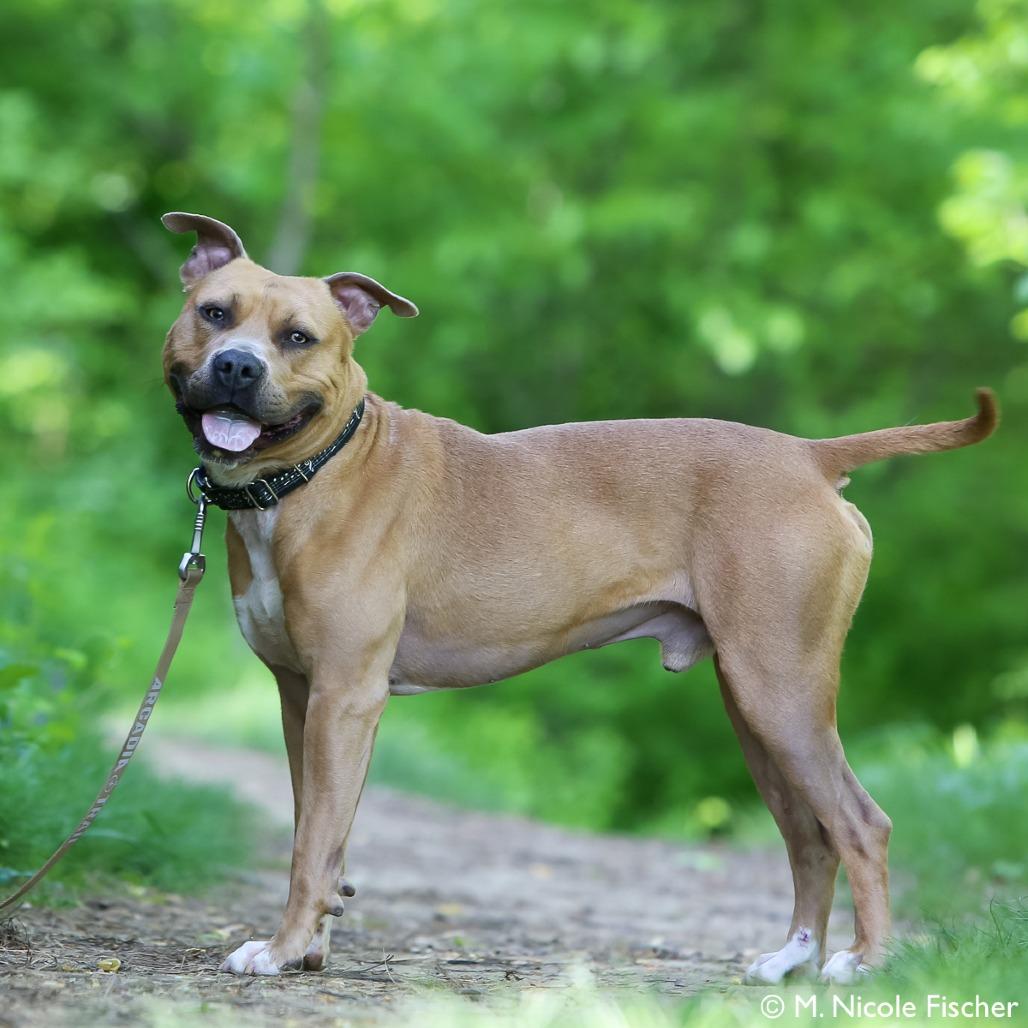 Enlarge "Jackson", a Adoptable Pit Bull Terrier in Conshohocken, PA image 3/6