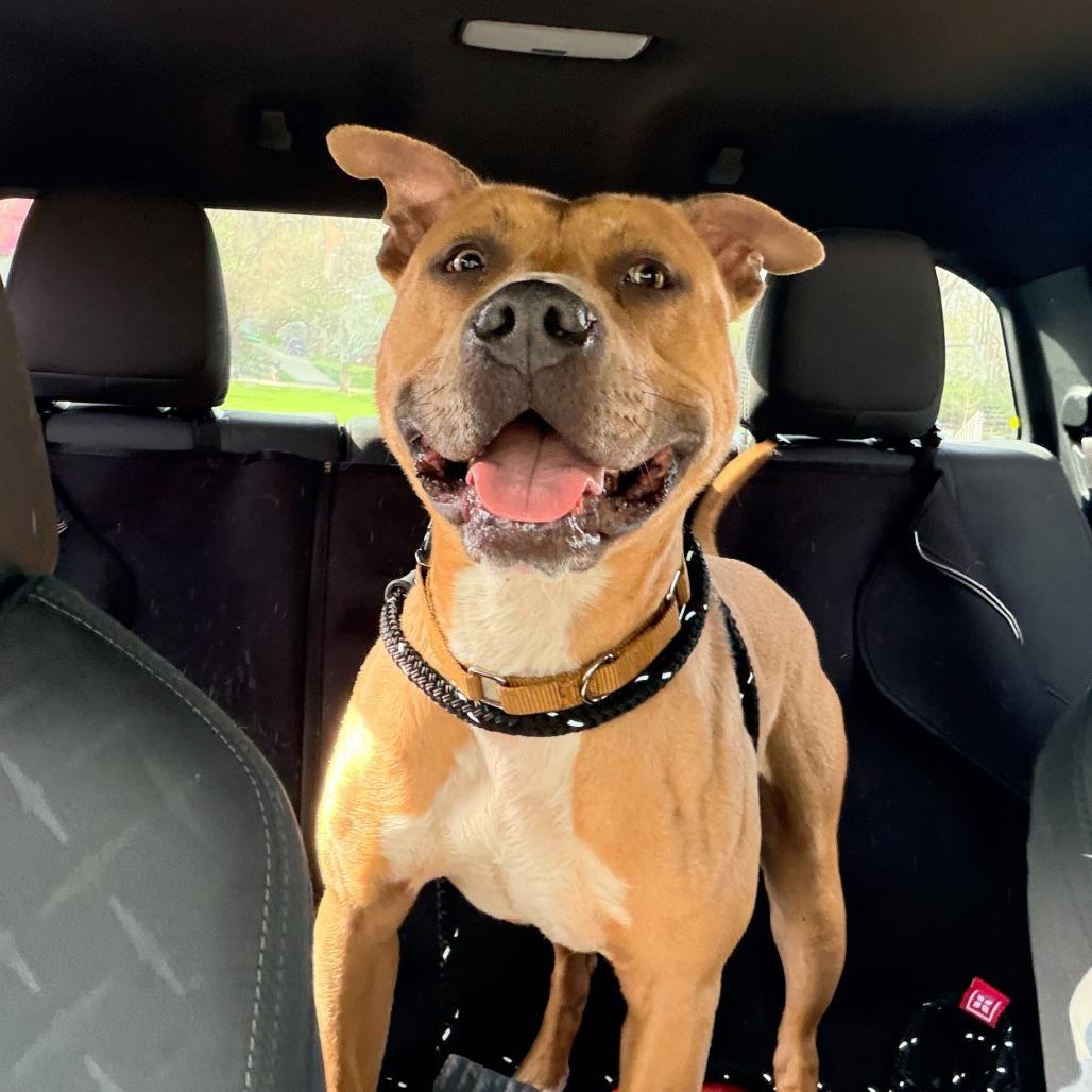 Enlarge "Jackson", a Adoptable Pit Bull Terrier in Conshohocken, PA image 3/6