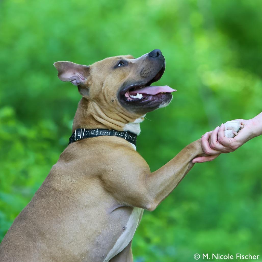 Enlarge "Jackson", a Adoptable Pit Bull Terrier in Conshohocken, PA image 3/6