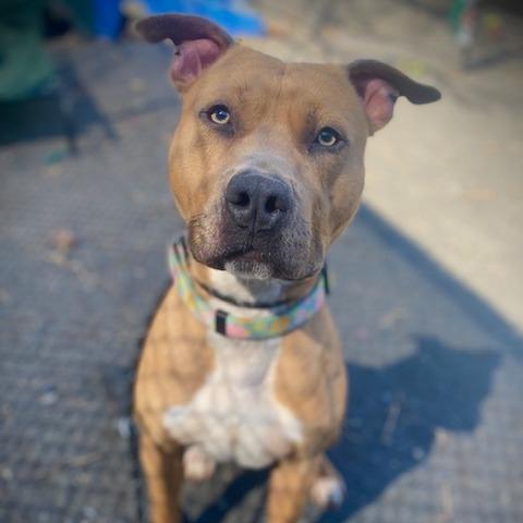 Enlarge "Jackson", a Adoptable Pit Bull Terrier in Conshohocken, PA image 4/6