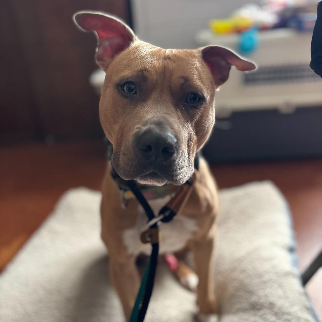 Enlarge "Jackson", a Adoptable Pit Bull Terrier in Perkiomenville, PA image 2/2