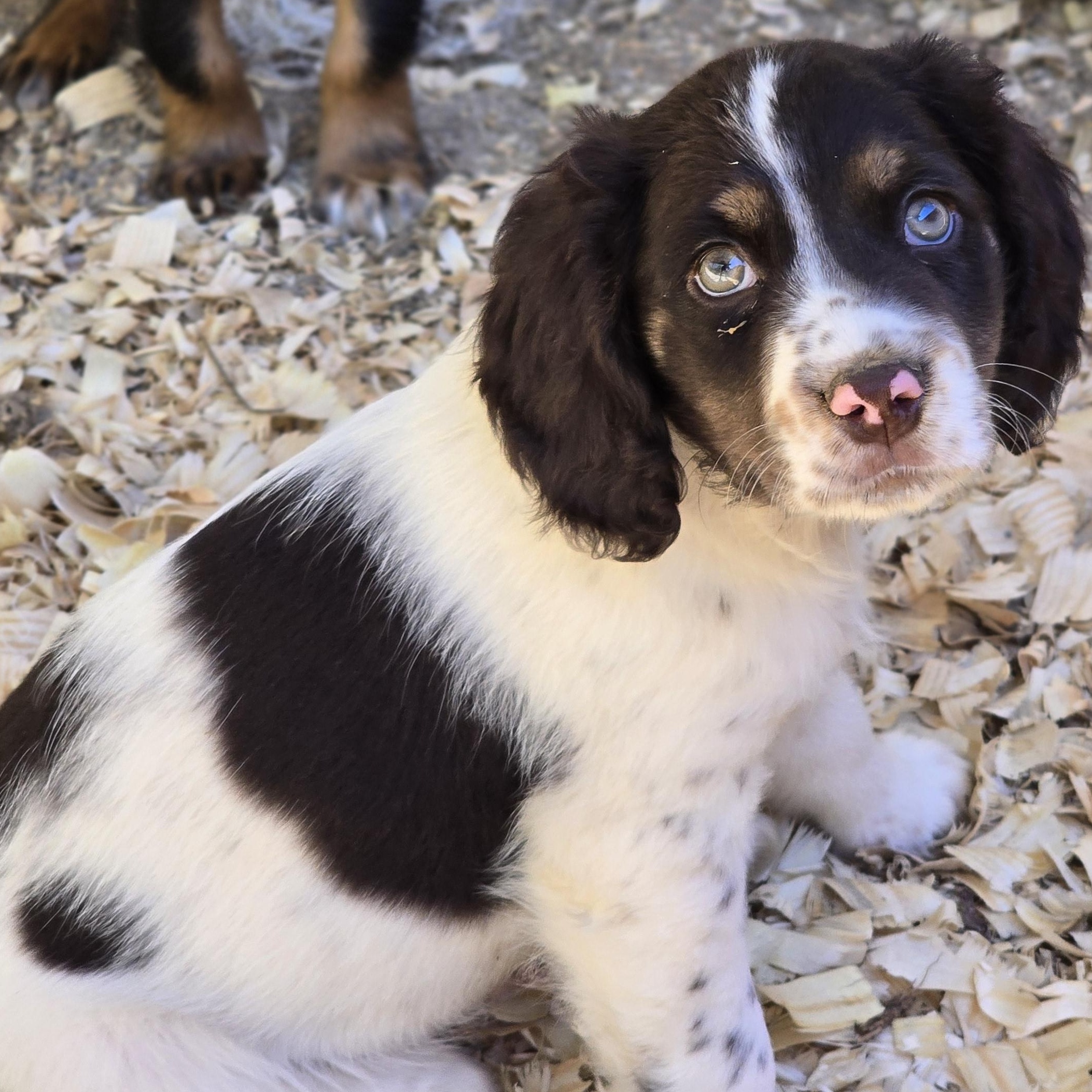 Nova, ADOPTABLE, Puppy Male Cocker Spaniel & Miniature Schnauzer.